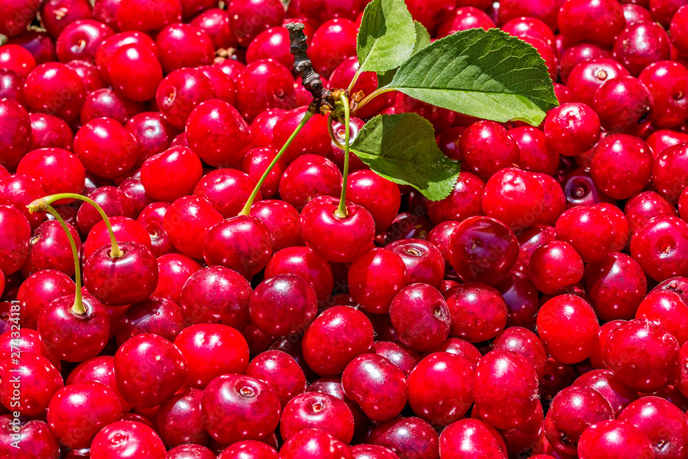 Cherry. Fresh ripe organic berries. Berry background Cherry. Fresh ripe organic berries. Berry background