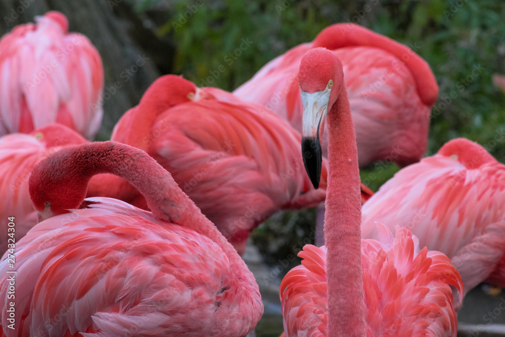 Fototapeta premium Flamingo
