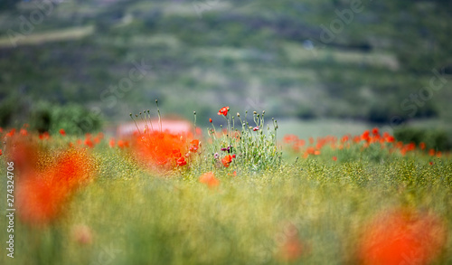 Les coquelicots