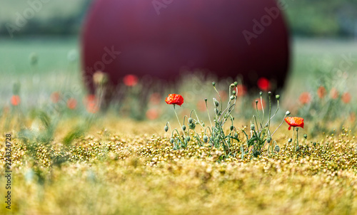 Les coquelicots
