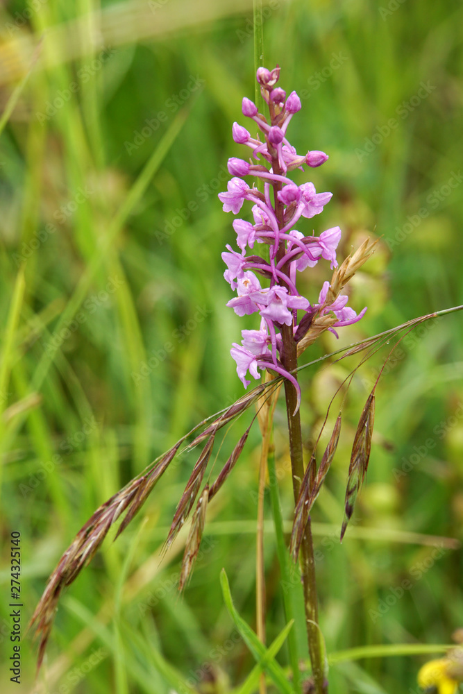 Grosse Händelwurz, Mücken-Händelwurz (Gymnadenia conopsea) Grosse Händelwurz, Mücken-Händelwurz (Gymnadenia conopsea)