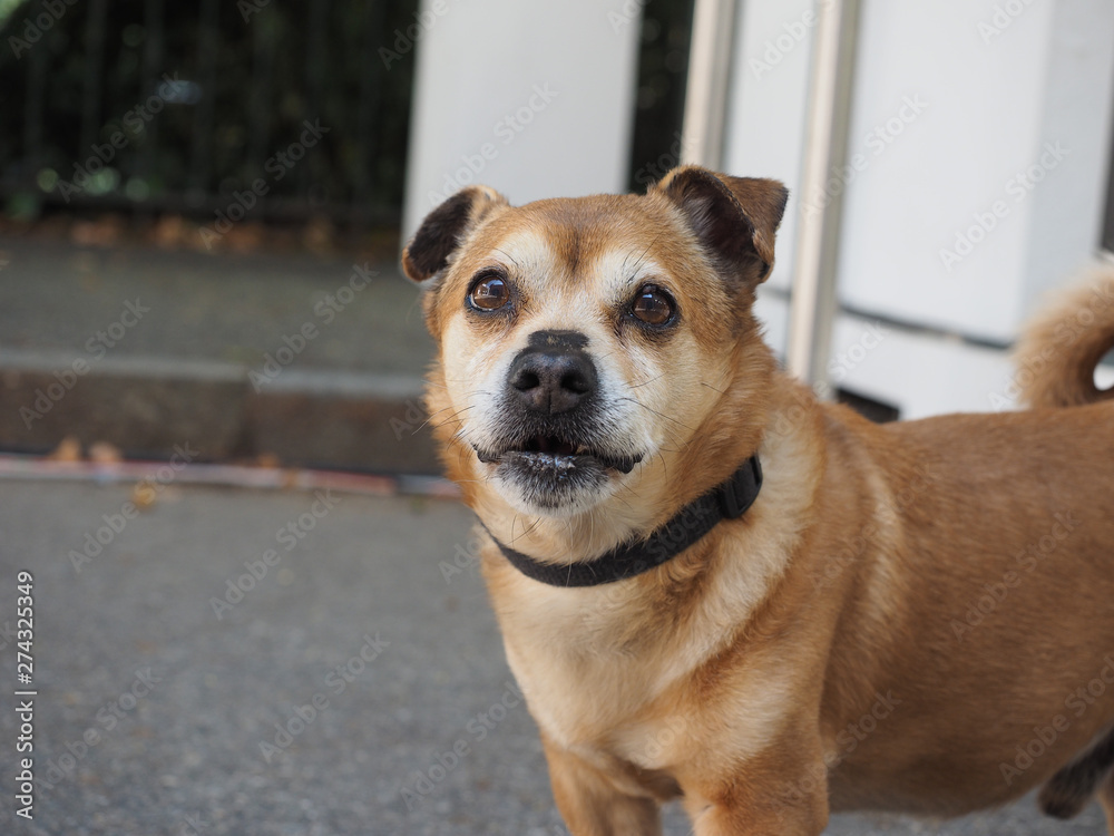 dog animal of class Mammalia (mammals) dog animal of class Mammalia (mammals)
