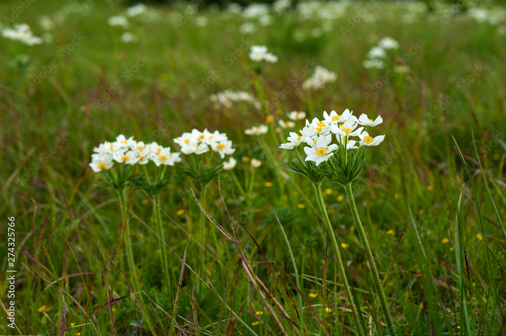Beautiful flowers in the mountains landscape close up. Focused Wild Alpine flowers close-up on the background of green grass. Fresh Alpine flowers macro in summer. Beautiful flowers in the mountains landscape close up. Focused Wild Alpine flowers close-up on the background of green grass. Fresh Alpine flowers macro in summer.