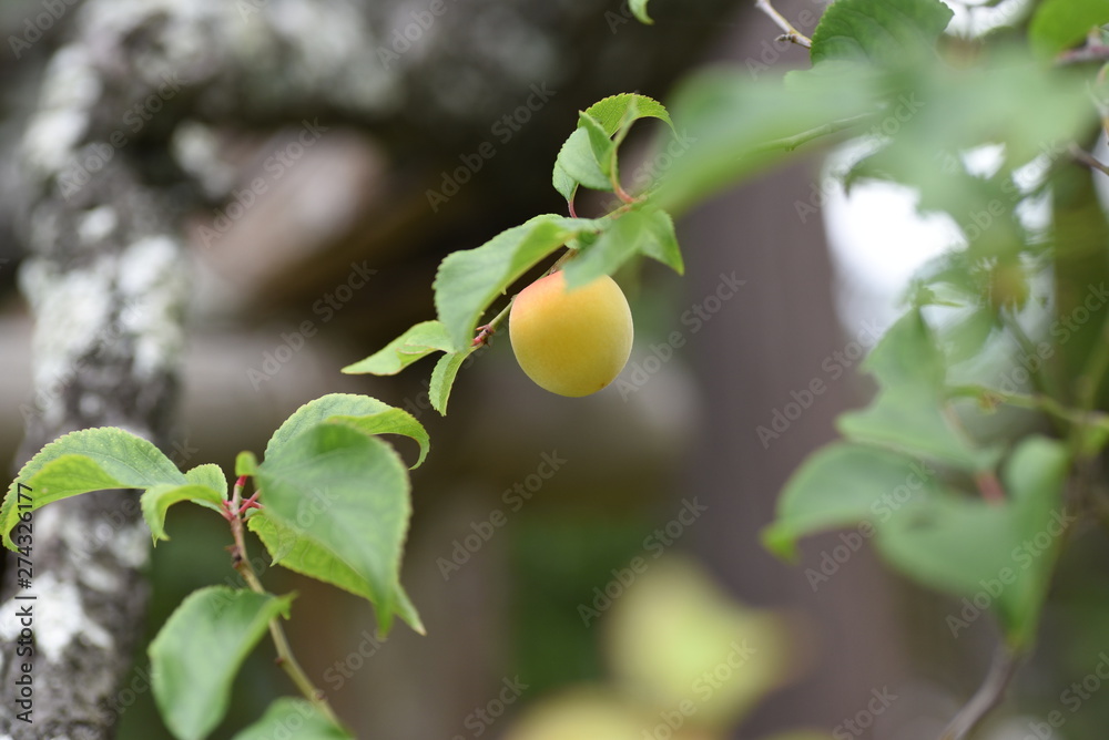 Japanese apricot fruits / It is mainiy used for Pickled plum and Plum wine.