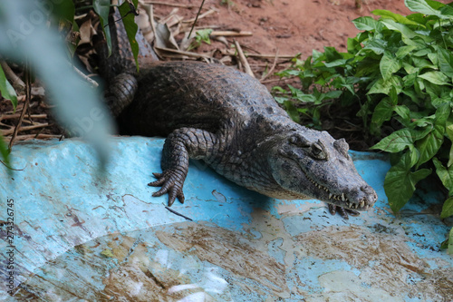 crocodile on beach