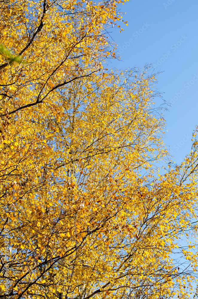 Bright yellow autumn leaves under sunlight. Fall seasonal background Bright yellow autumn leaves under sunlight. Fall seasonal background