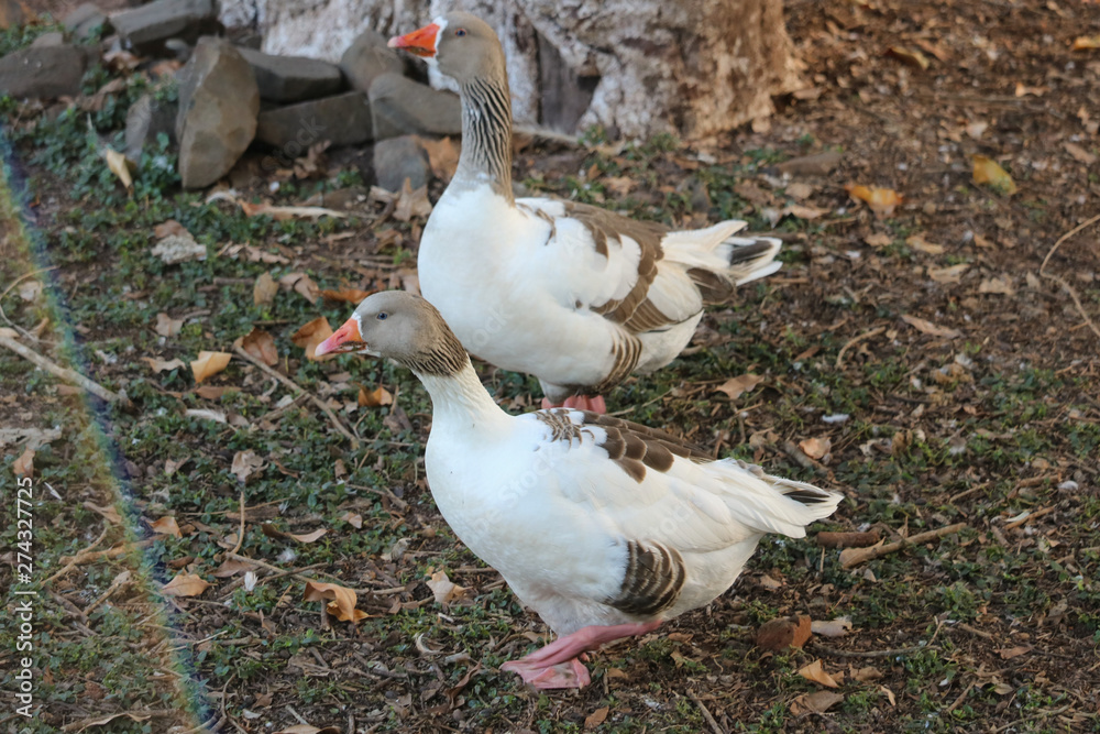 Obraz premium goose on grass