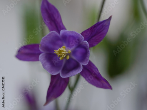 Aquilegia coerulea, flor de color azul violeta de la familia de las Ranunculaceas photo