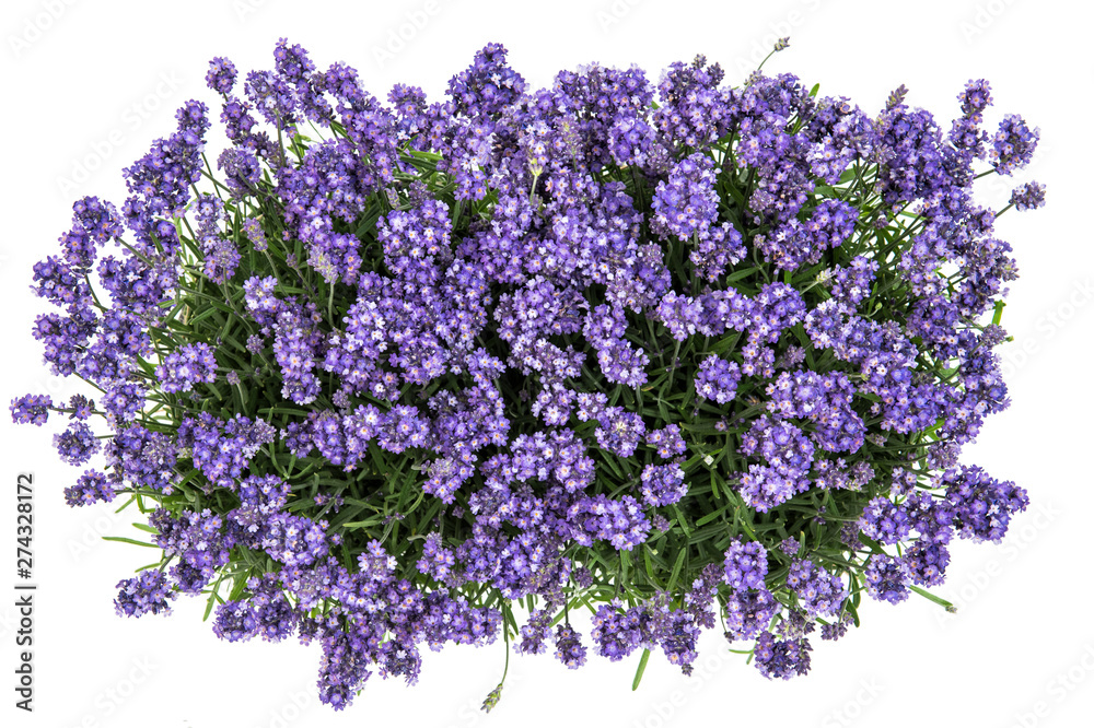 Lavender flowers bouquet white background Top view
