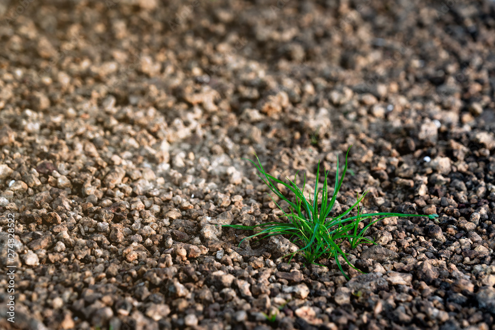 young grass growing up on scree field with sunshine in early spring young grass growing up on scree field with sunshine in early spring