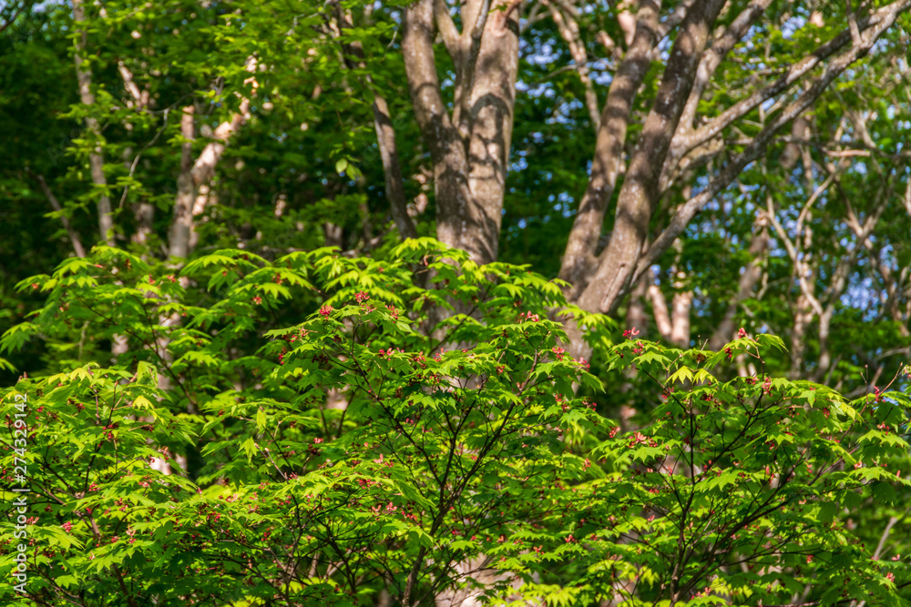 Towada Hachimantai National Park, Hachimantai Towada Hachimantai National Park, Hachimantai