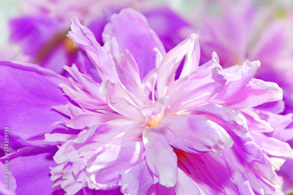 pink purple large peonies close-up. floral beautiful background. for design