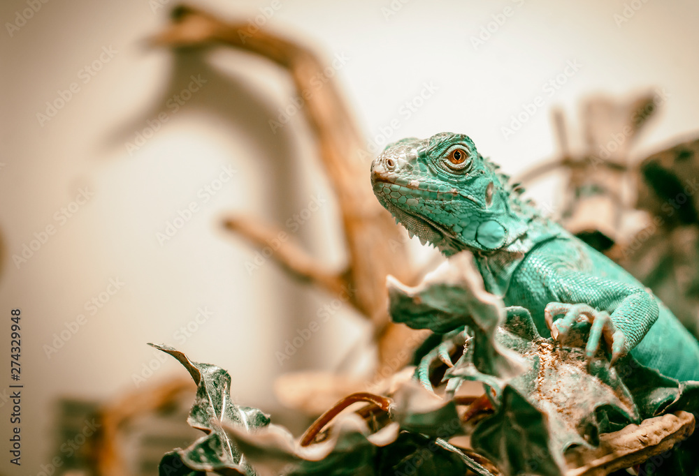 Fototapeta premium Lagarto