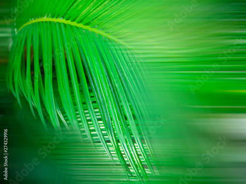Print and background  wallpaper idea. Selective focuc. Tropical Palm leaves in the garden  Green leaves of forest plant for nature pattern and background  People grow plants to make fences. 