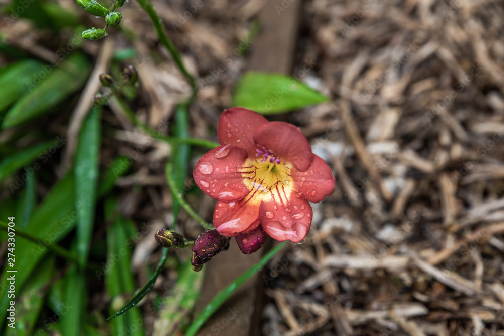 Beautiful flower plant in spring garden Beautiful flower plant in spring garden