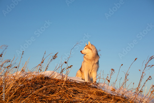 Beautiful, happy and free siberian Husky dog sitting on the hill in the withered grass at sunset on mountain background