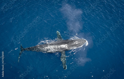 Humpback whale from a drone