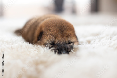 Close-up portrait of newborn red Shiba Inu puppy lying on the blanket. © Anastasiia