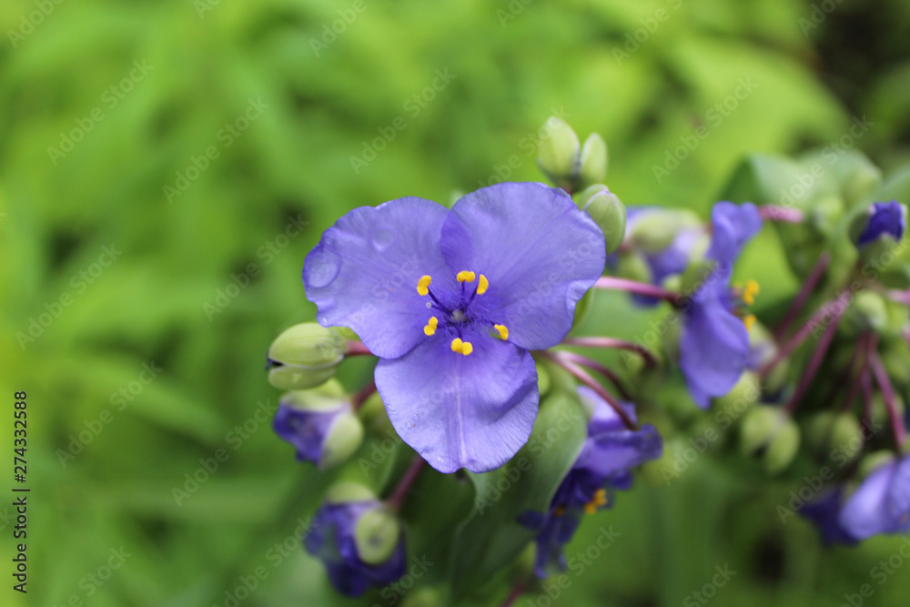 Ohio spiderwort surrounded by buds at Somme Woods in Northbrook, Illinois Ohio spiderwort surrounded by buds at Somme Woods in Northbrook, Illinois