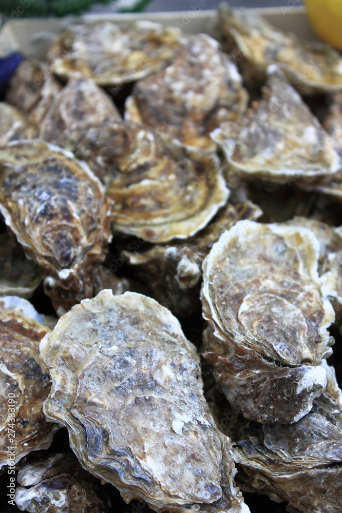 Bunch of Oysters Bunch of Oysters