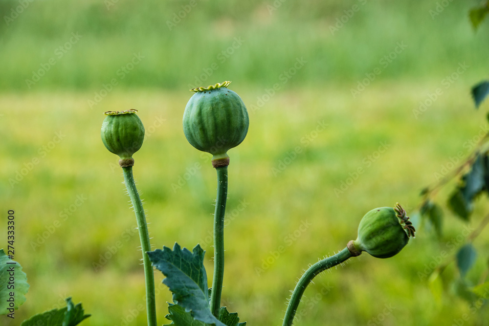 Three opium poppy seed heads, Papaver somniferum Three opium poppy seed heads, Papaver somniferum