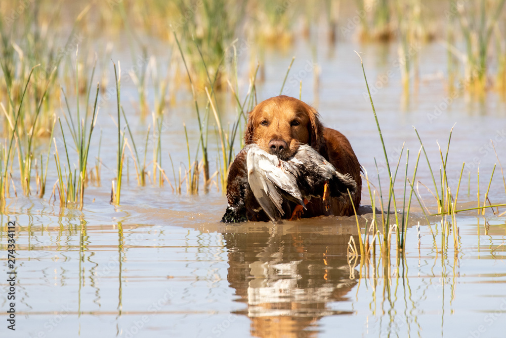 Golden Retriever in the water with a duck Golden Retriever in the water with a duck