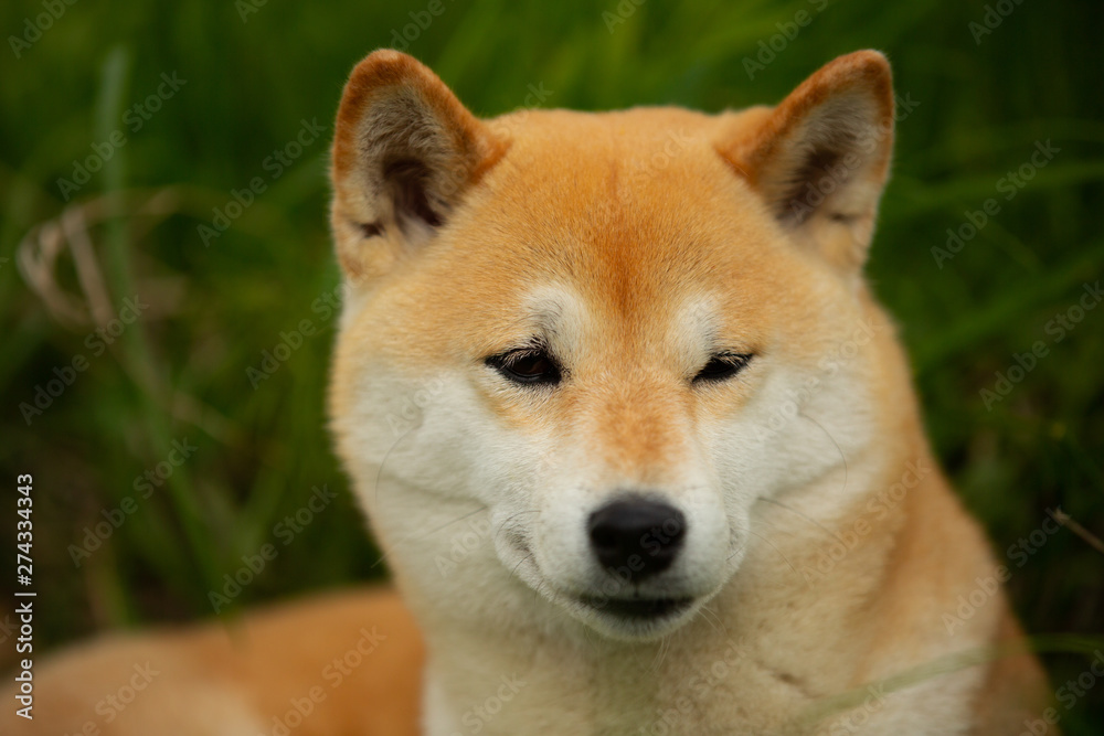 Beautiful red shiba inu. Japanese small size dog or japanese turf dog. Close-up portrait