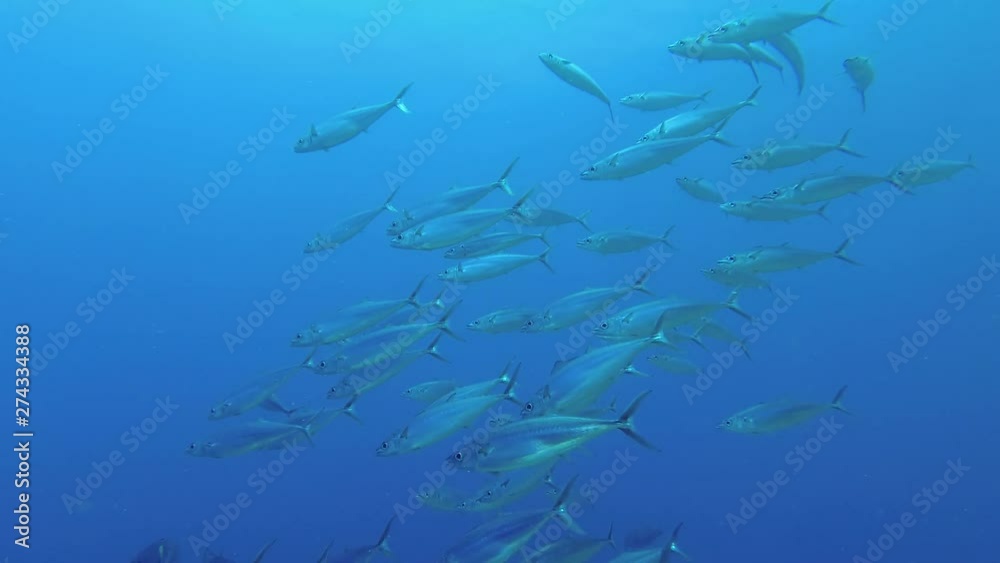School of mackerel swim in the blue water background. Double-lined mackerel or scad mackerel - Grammatorcynus bilineatus, Underwater shots School of mackerel swim in the blue water background. Double-lined mackerel or scad mackerel - Grammatorcynus bilineatus, Underwater shots
