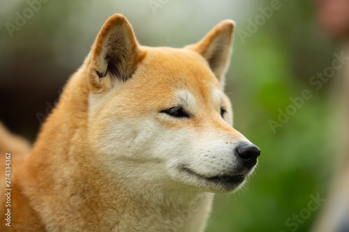 Beautiful red shiba inu. Japanese small size dog or japanese turf dog. Close-up portrait © Anastasiia