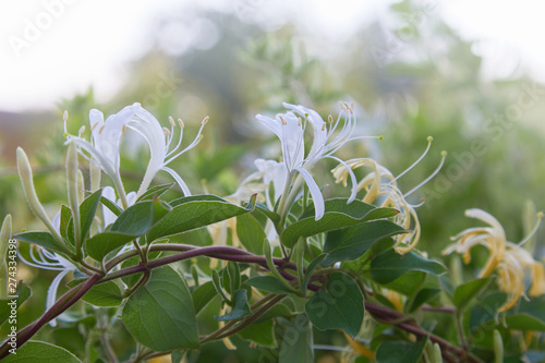 Wallpaper Mural Flowering white-yellow Honeysuckle (Woodbine). Lonicera japonica Thunb or Japanese honeysuckle yellow and white flower in garden Torontodigital.ca