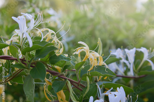 фотографія Flowering white-yellow Honeysuckle (Woodbine)