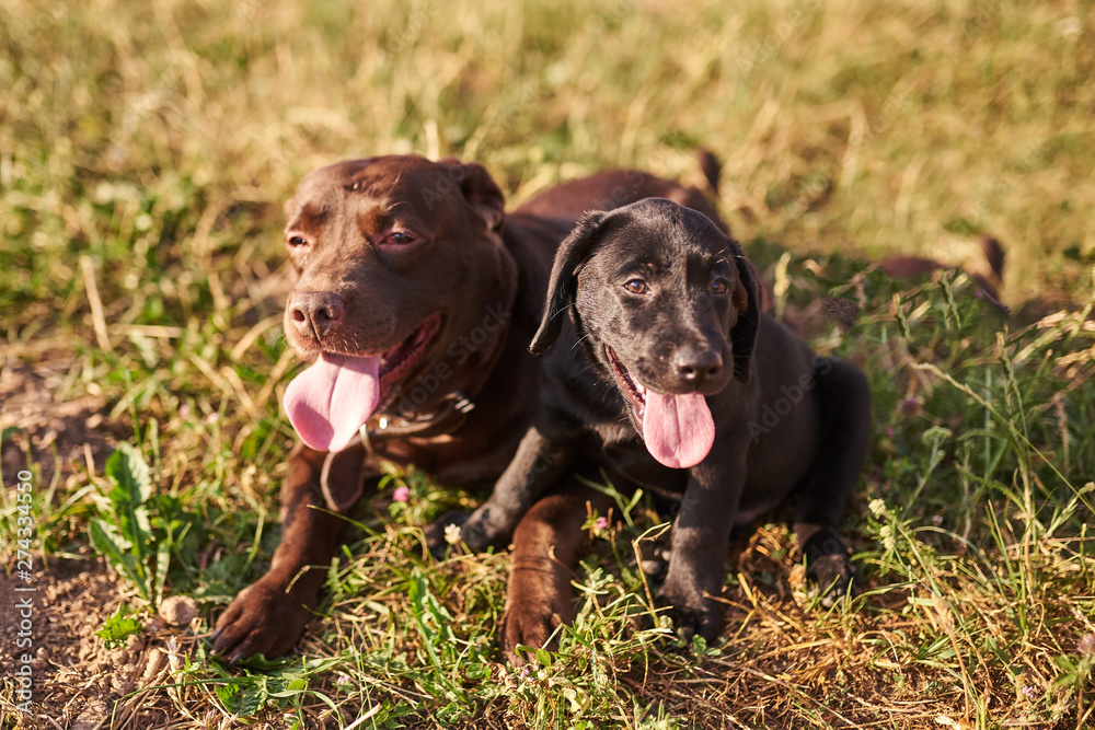 Adult Labrador brown color and a small puppy Labrador black color, sticking out his tongue, lie next to each other on the grass