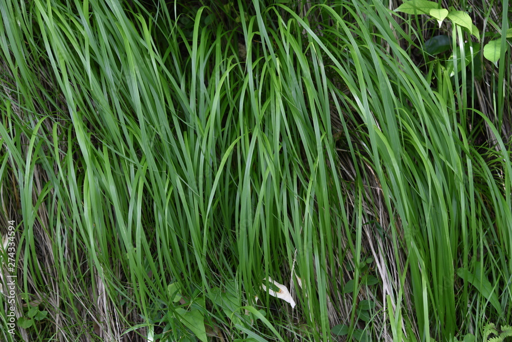 Fototapeta premium Carex morrowii is an evergreen perennial that grows in the shade of mountains.