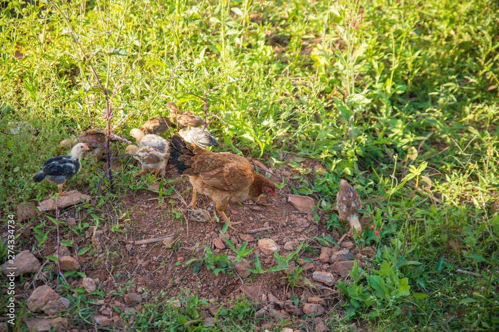 A beautiful view of chicken in nature. A beautiful view of chicken in nature.