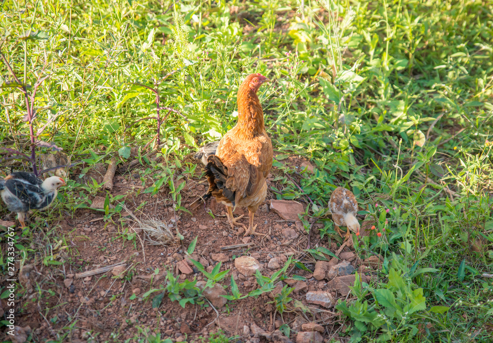 Fototapeta premium A beautiful view of chicken in nature.