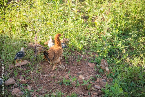 A beautiful view of chicken in nature.