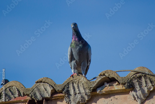 A beautiful view of pigeon in a blue sky.