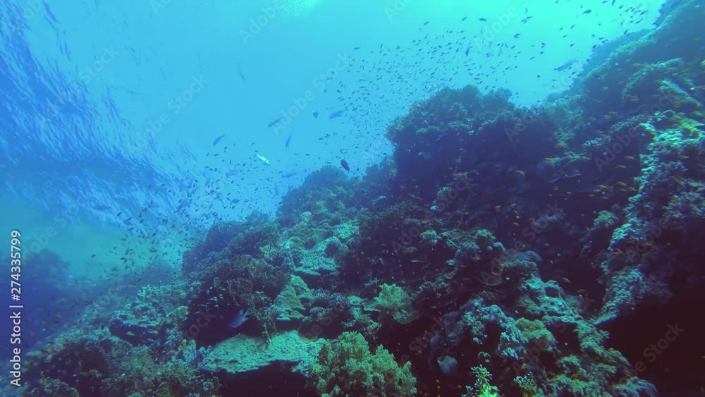 Slow motion - Large school of tropical fish slowly smims over beautiful coral reef on the blue water background, Low-angle shot, Underwater shots Slow motion - Large school of tropical fish slowly smims over beautiful coral reef on the blue water background, Low-angle shot, Underwater shots