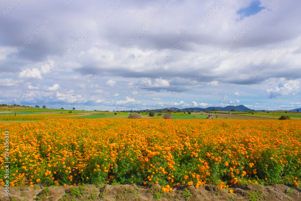 the Cempasuchil flowers field. Mexican flower typical of the day of the dead.