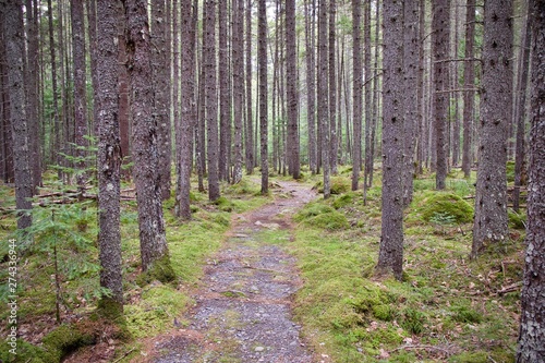 A path through the remote Maine woods. 
