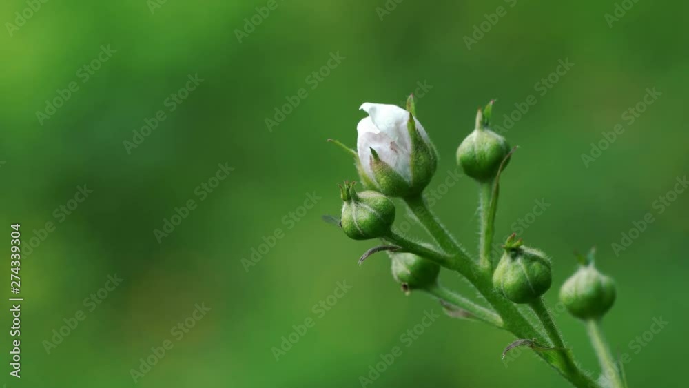 Wild blackberry beginning of flowering - (4K) Wild blackberry beginning of flowering - (4K)