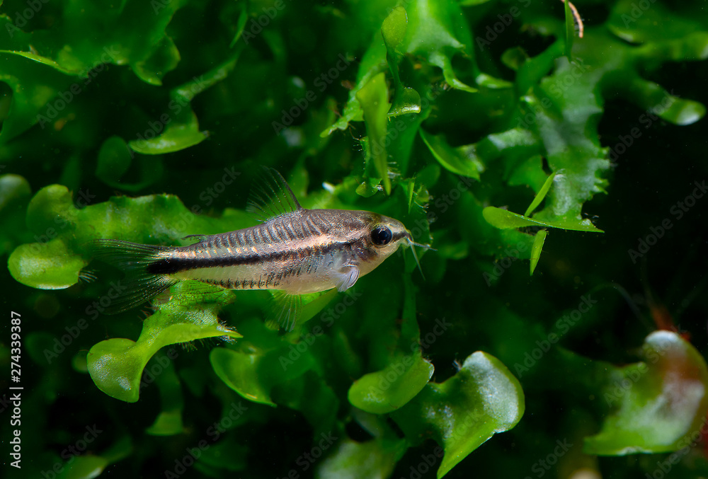 Fototapeta premium Small goat fish stay on aquatic plant in fresh water aquarium tank