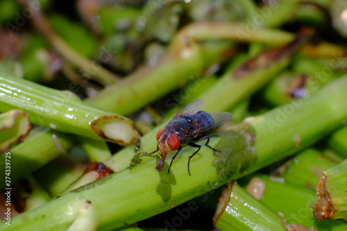 mature fly with scraps outside the kitchen