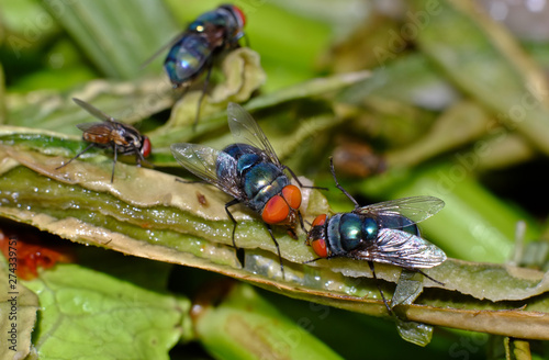 fly on pile of garbage from the kitchen