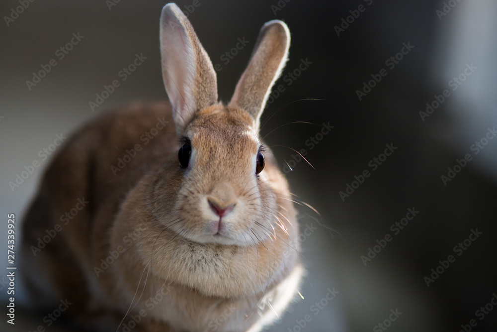 飼育した可愛いミニウサギ Stock Photo | Adobe Stock