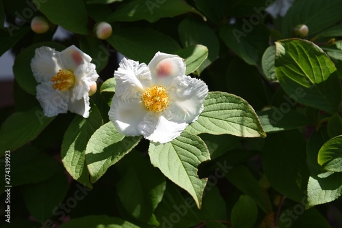 Japanese stewartia blooms white flowers in early summer.