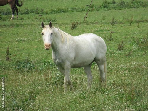 White horse 