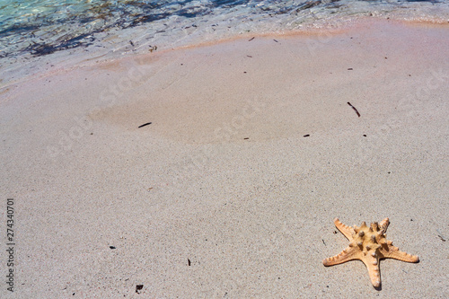  Starfish on a sandy beach. Copy space. 