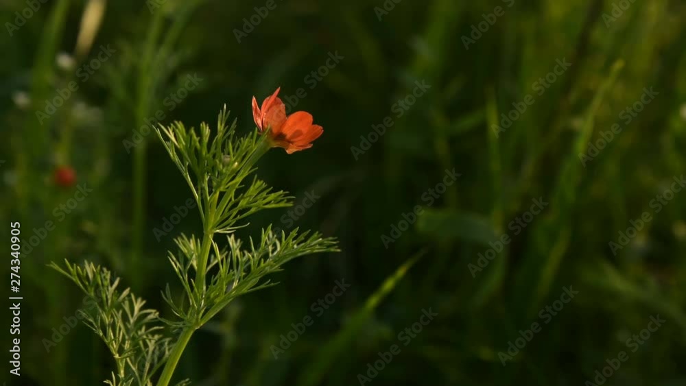 Flower head of a small field poppy at sunset in green grass close-up with sun glare Flower head of a small field poppy at sunset in green grass close-up with sun glare