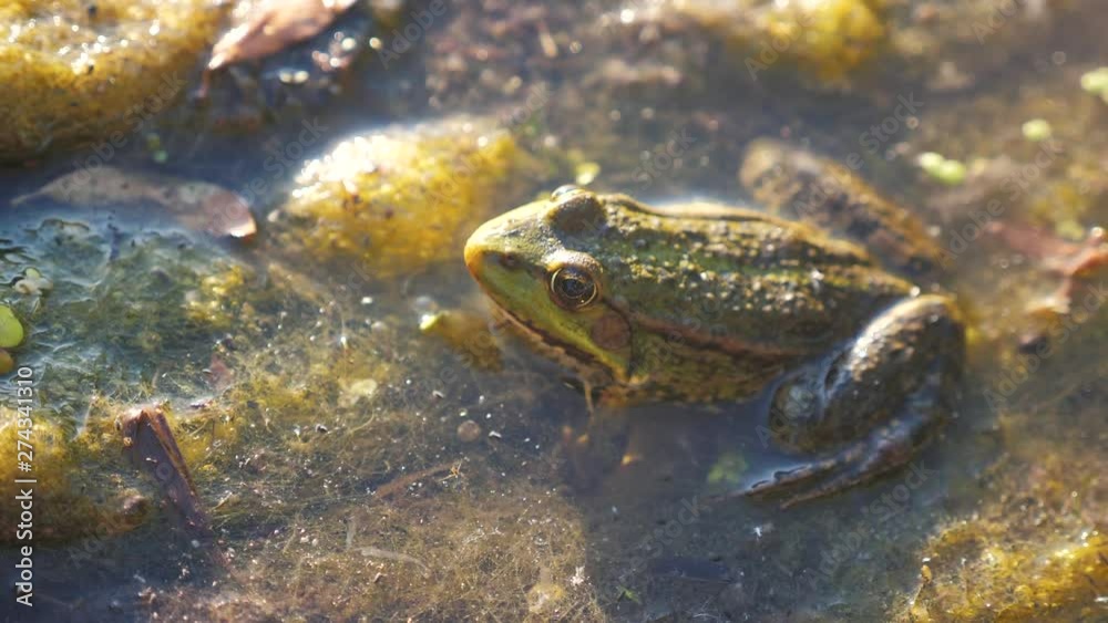 green frog in the pond in a swamp. Rana Esculenta . frog on lifestyle nature in water. animal wild concept green frog in the pond in a swamp. Rana Esculenta . frog on lifestyle nature in water. animal wild concept